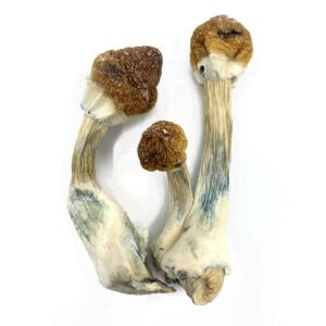 Buy Golden Emperor Shrooms Online