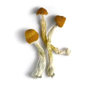 King Stropharia Spawn Strain