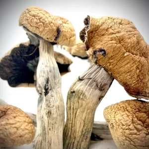 Buy Lizard King Magic Mushrooms Online