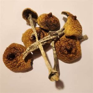 Purple mystic mushrooms USA