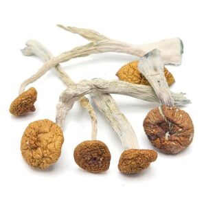 Buy Purple Mystic Mushrooms In Oregon