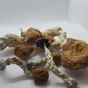 Amazonian Cubensis Dosage Oregon