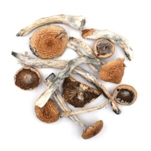 Creeper Magic Mushrooms For Sale Bandon