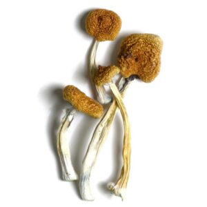 B+ Psilocybe Cubensis Spores Online OR