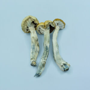 Hawaiian Mushroom For Sale MI