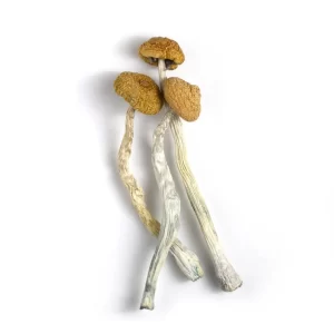 Buy Malabar Coast Mushrooms Oregon