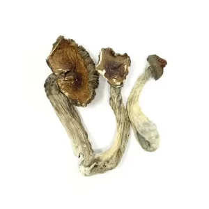 India Orissa Magic Mushrooms For Sale In OR