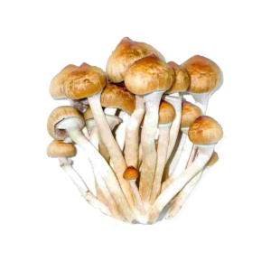 Pink Buffalo Mushroom For Sale OR