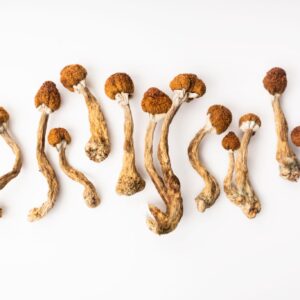 Hawaiian Mushroom For Sale MI