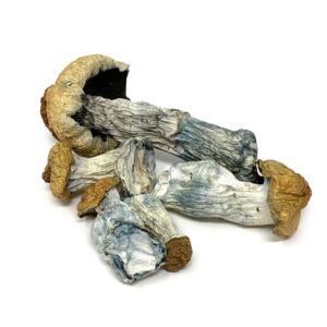 Penis Envy Mushroom Psilocybin For Sale MI