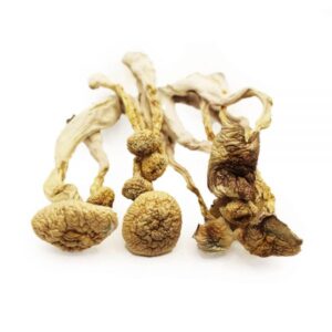 Buy Albino A+ Mushrooms Michigan