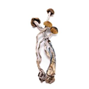 Buy Psilocybe Azurescens Spores In Oregon