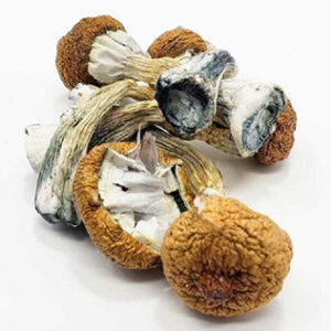 Blue Meanie Mushroom Spores OR