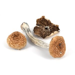 Mazatapec Mushroom Potency OR