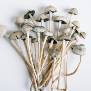 Liberty Cap Shroomery Online OR