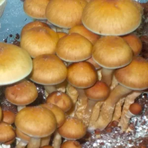 Buy Red Boy Magic Mushrooms In Oregon